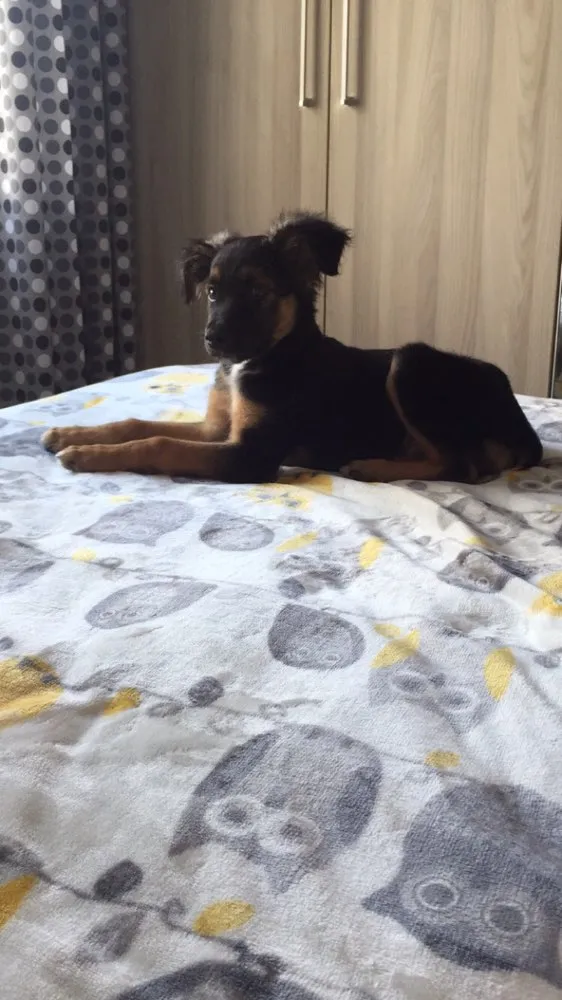 Cachorro ra a SRD idade 2 a 6 meses nome Apolo