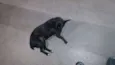 Pretinha
