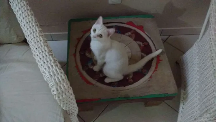 Gato raça Indefinida idade 2 a 6 meses nome Branquinha
