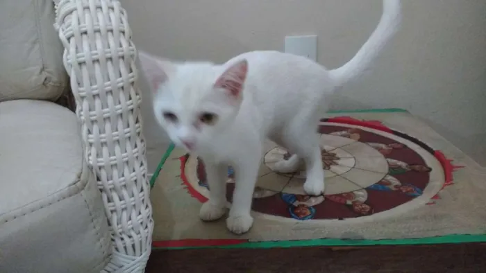 Gato raça Indefinida idade 2 a 6 meses nome Branquinha