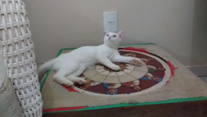 Gato raça Indefinida idade 2 a 6 meses nome Branquinha