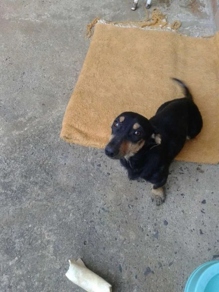 Cachorro ra a salsicha (teckel) idade 1 ano nome baby