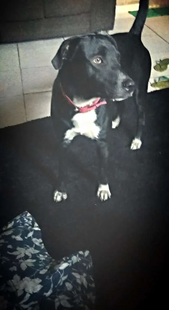 Cachorro raça Vira lata idade 1 ano nome Melkyn