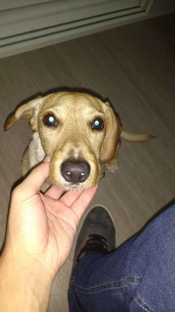 Cachorro ra a Basset com labrador idade 7 a 11 meses nome Beethoven
