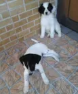 Suzana Forte e Lady