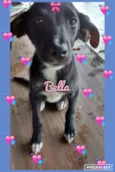 BELLA
