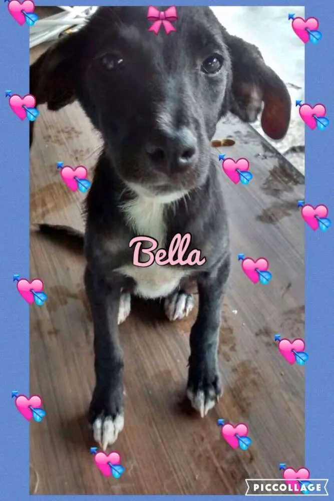 Cachorro ra a SRD idade 7 a 11 meses nome BELLA