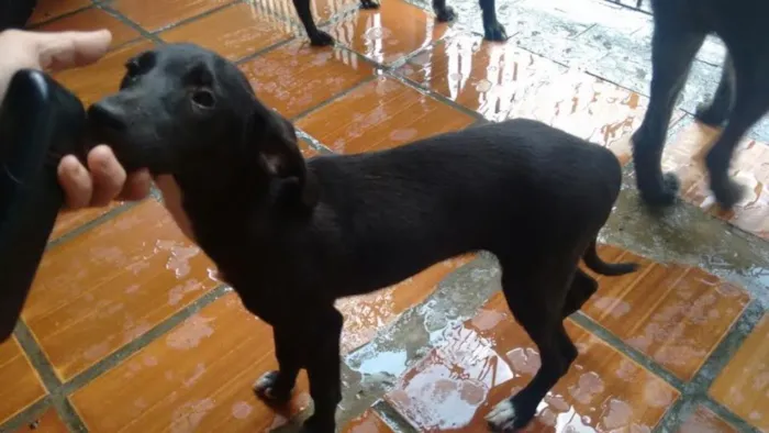 Cachorro ra a SRD idade 7 a 11 meses nome BELLA