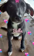 BELLA