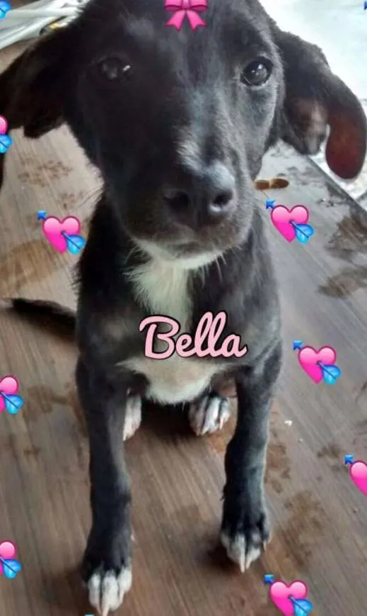 Cachorro ra a SRD idade 7 a 11 meses nome BELLA