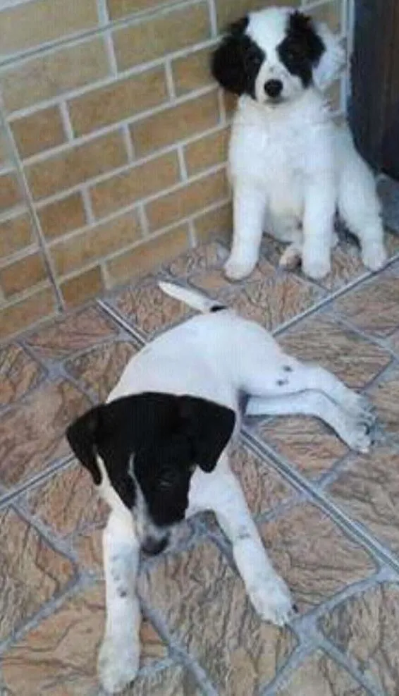 Cachorro ra a Sem raça definida idade 2 a 6 meses nome Suzana Forte e Lady