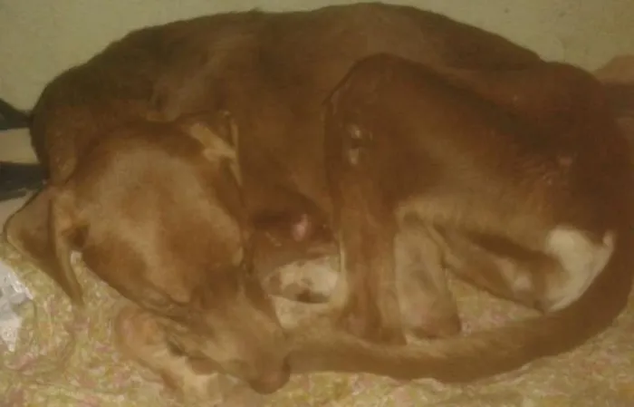 Cachorro ra a Indefinida idade 1 ano nome Paluda