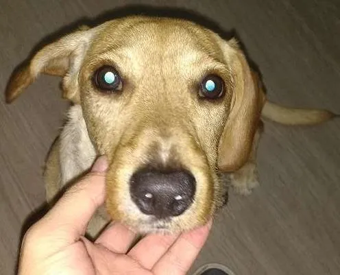 Cachorro ra a Basset com labrador idade 7 a 11 meses nome Beethoven