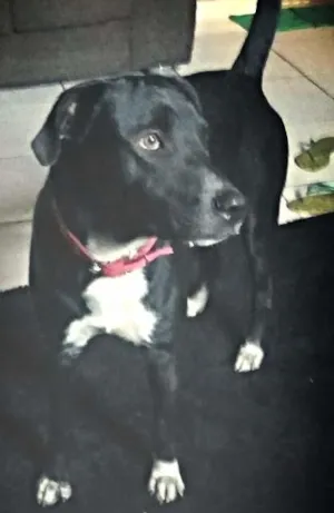 Cachorro raça Vira lata idade 1 ano nome Melkyn