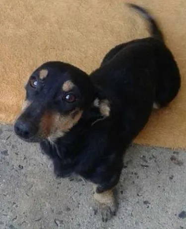 Cachorro ra a salsicha (teckel) idade 1 ano nome baby