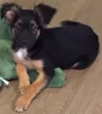 Apolo