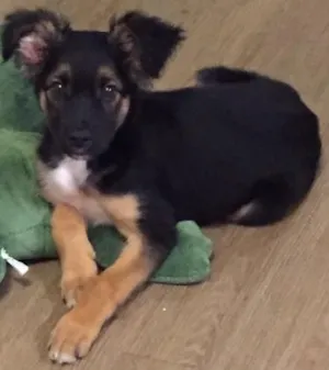 Cachorro raça SRD idade 2 a 6 meses nome Apolo