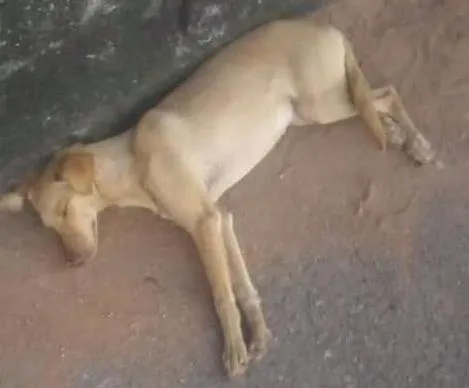 Cachorro ra a Viralata idade 1 ano nome PRINCESA