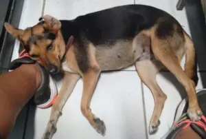 Cachorro raça Vira lata idade 2 anos nome Galega