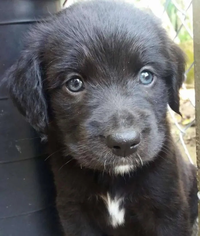 Cachorro ra a SRD idade Abaixo de 2 meses nome Sem nomes