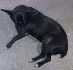 Cachorro raça Vira latas idade 2 anos nome Pretinha