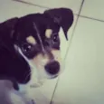 Ale