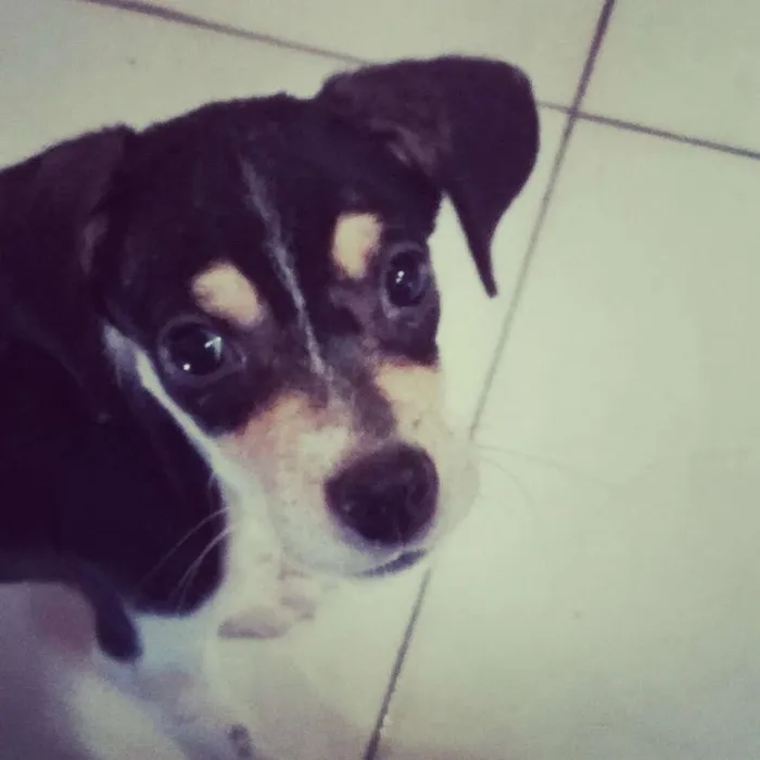 Cachorro ra a Vira-lata  idade 2 a 6 meses nome Ale