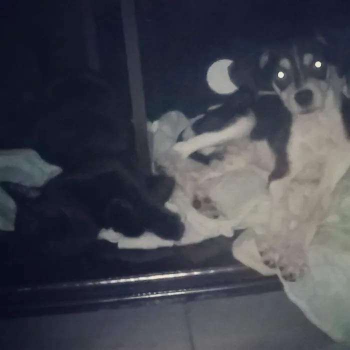Cachorro ra a Vira-lata  idade 2 a 6 meses nome Ale