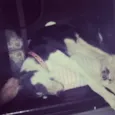 Ale