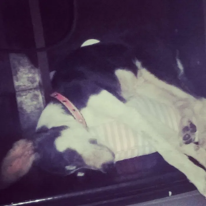 Cachorro ra a Vira-lata  idade 2 a 6 meses nome Ale