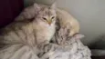 Mel e Kika