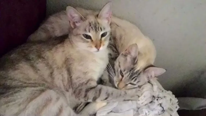 Gato ra a Ciamesas idade 1 ano nome Mel e Kika
