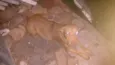 Mel