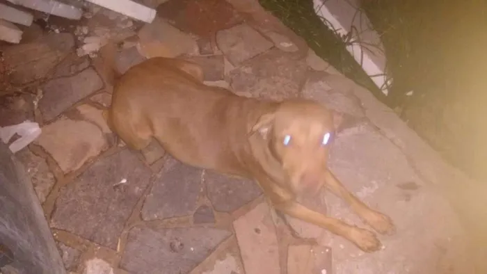 Cachorro ra a Labradora idade 3 anos nome Mel