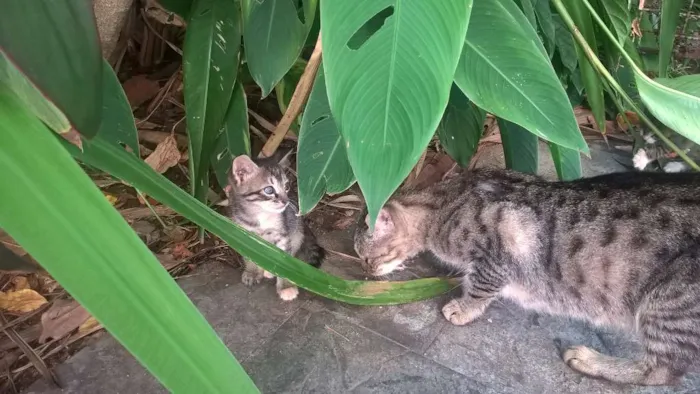 Gato raça  idade Abaixo de 2 meses nome Sem nome