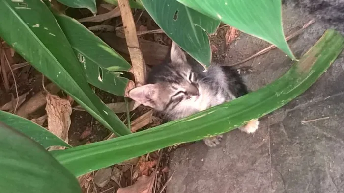 Gato raça  idade Abaixo de 2 meses nome Sem nome