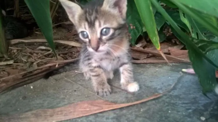 Gato raça  idade Abaixo de 2 meses nome Sem nome