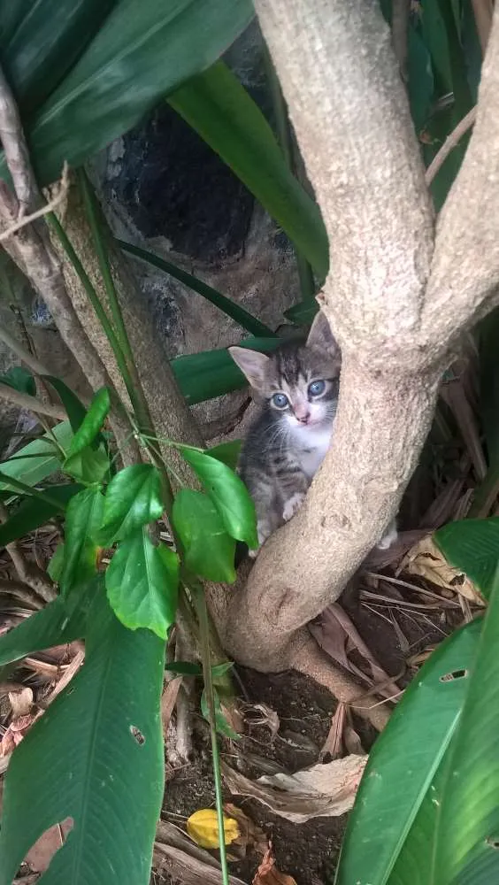 Gato raça  idade Abaixo de 2 meses nome Sem nome