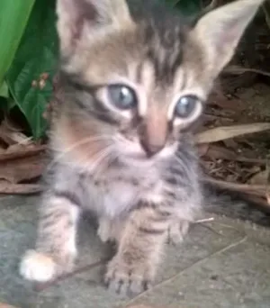 Gato raça  idade Abaixo de 2 meses nome Sem nome