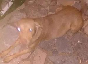 Cachorro raça Labradora idade 3 anos nome Mel