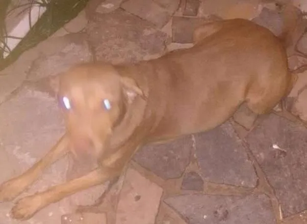 Cachorro ra a Labradora idade 3 anos nome Mel