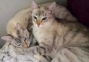 Gato raça Ciamesas idade 1 ano nome Mel e Kika