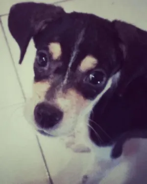 Cachorro raça Vira-lata  idade 2 a 6 meses nome Ale