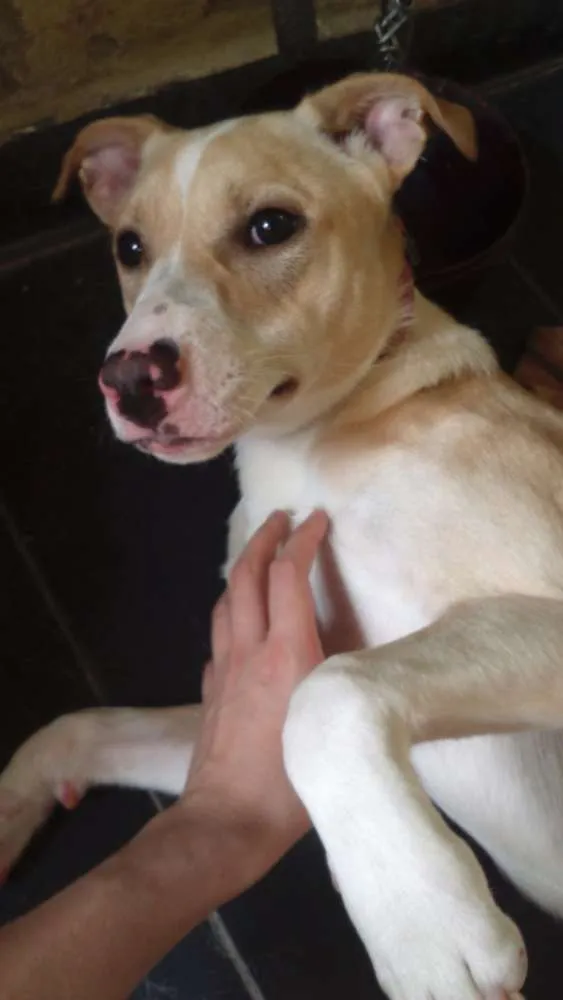 Cachorro ra a Vira lata idade 1 ano nome Nick