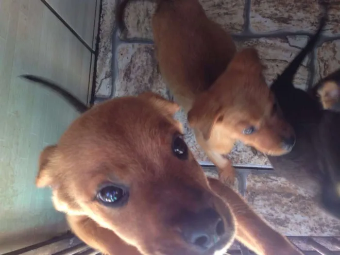 Cachorro ra a SRD idade 2 a 6 meses nome Bebes Cotia