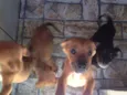 Bebes Cotia