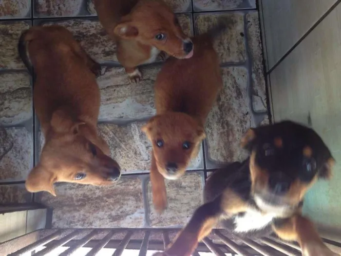 Cachorro ra a SRD idade 2 a 6 meses nome Bebes Cotia