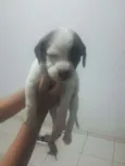 FILHOTES