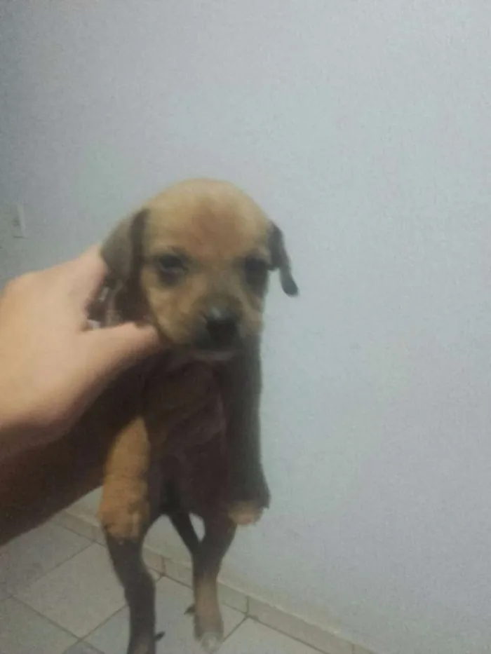 Cachorro ra a INDEFINIDA idade Abaixo de 2 meses nome FILHOTES
