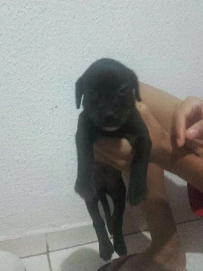 Cachorro ra a INDEFINIDA idade Abaixo de 2 meses nome FILHOTES